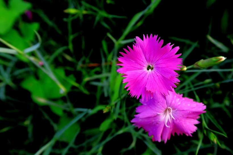 点击大图看下一张：紫色石竹花图片