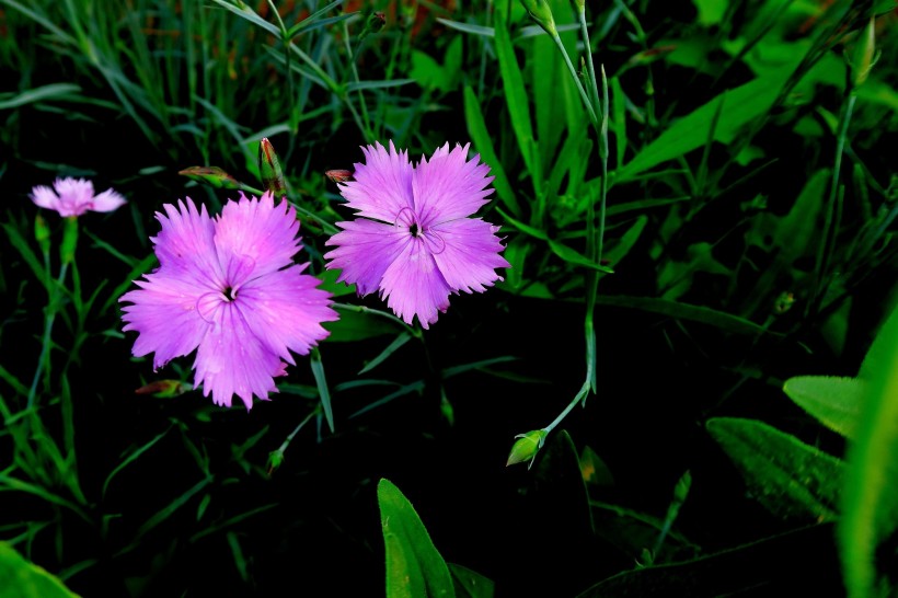 点击大图看下一张：紫色石竹花图片