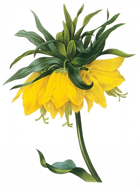 点击大图看下一张：国外大师手绘黄色花朵图片