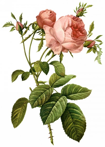 点击大图看下一张：手绘玫瑰图片