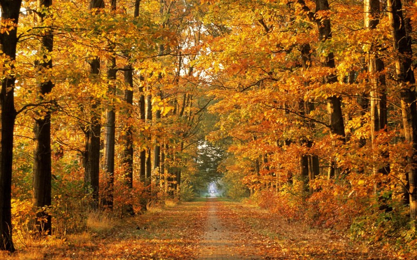 点击大图看下一张：唯美秋天的树图片