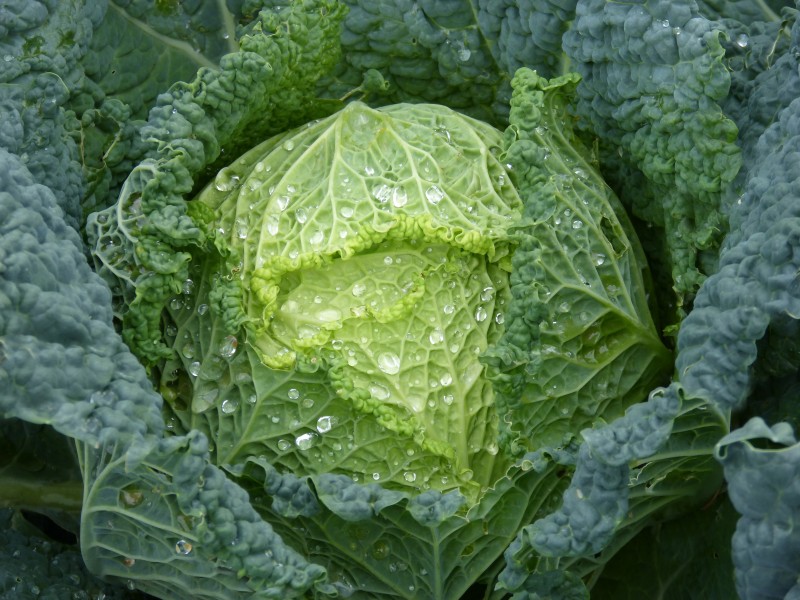 点击大图看下一张：蔬菜心绽放的图片