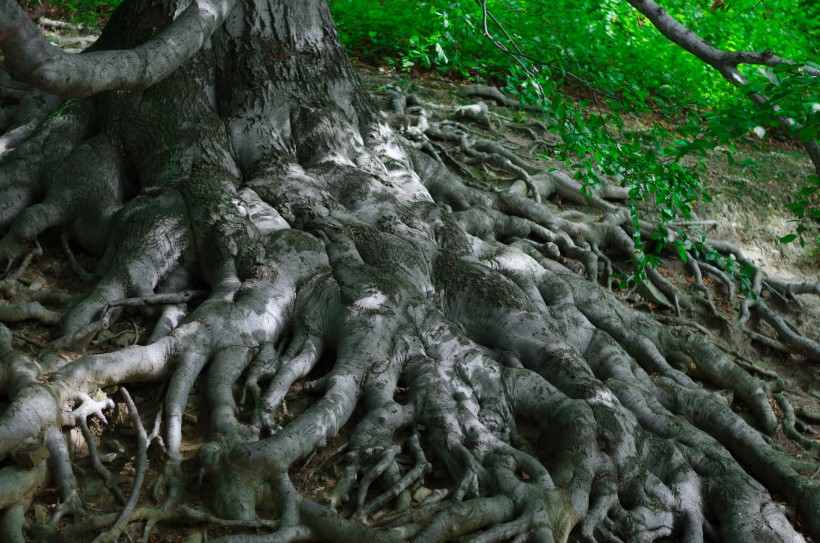 点击大图看下一张：纷杂的树根图片