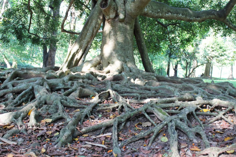 点击大图看下一张：奇形怪状的树根图片