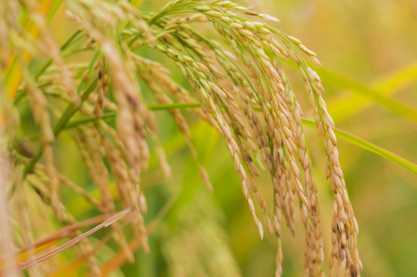 点击大图看下一张：即将丰收的水稻图片