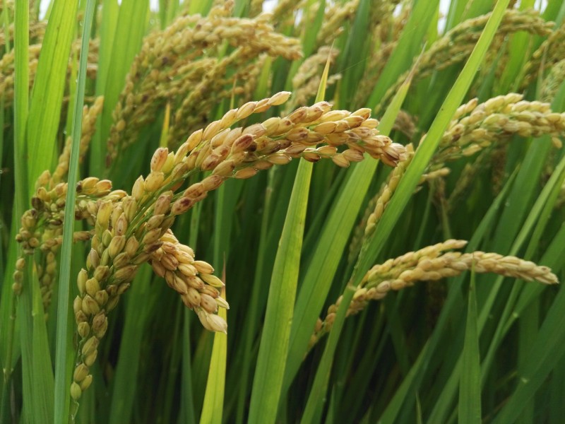 点击大图看下一张：金黄丰收的水稻图片