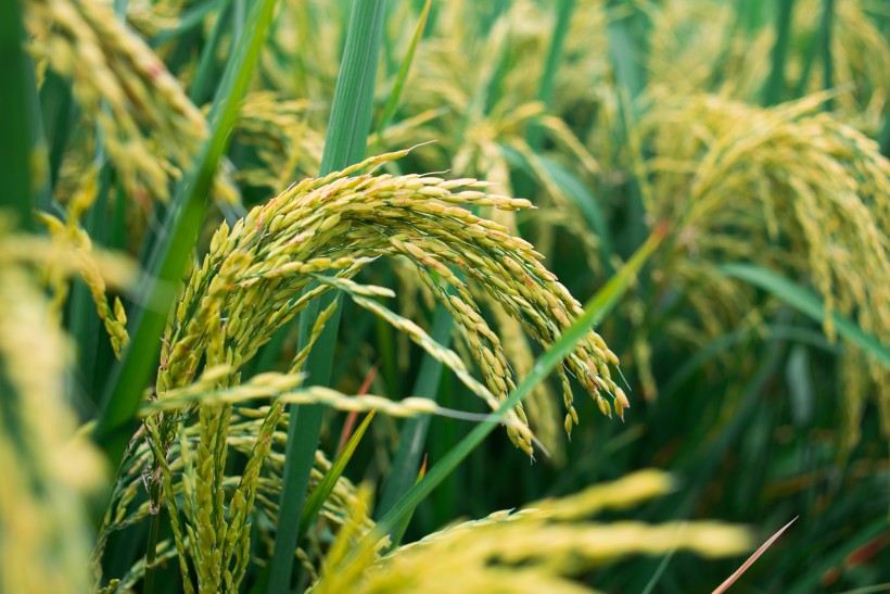 点击大图看下一张：即将丰收的水稻图片
