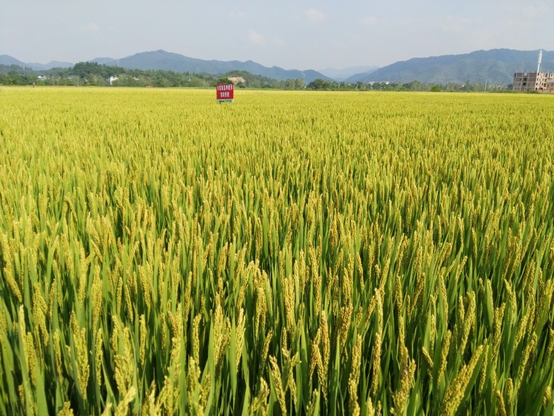 点击大图看下一张：金黄丰收的水稻图片
