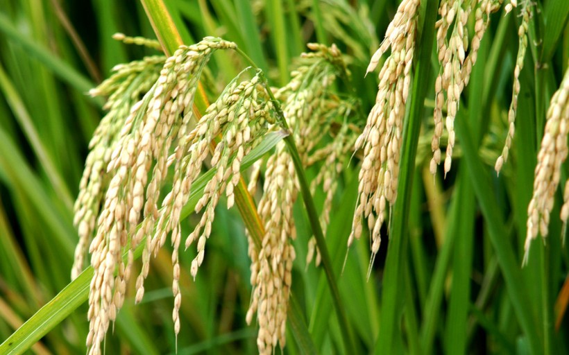 点击大图看下一张：水稻图片