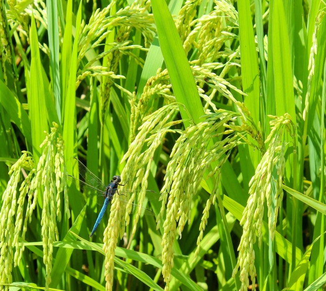 点击大图看下一张：水稻稻田图片