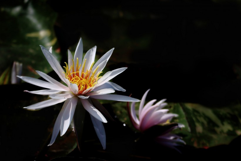 点击大图看下一张：端庄大气睡莲图片