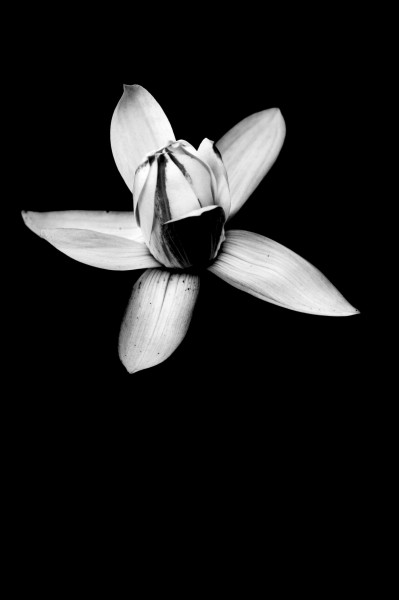 点击大图看下一张：睡莲图片