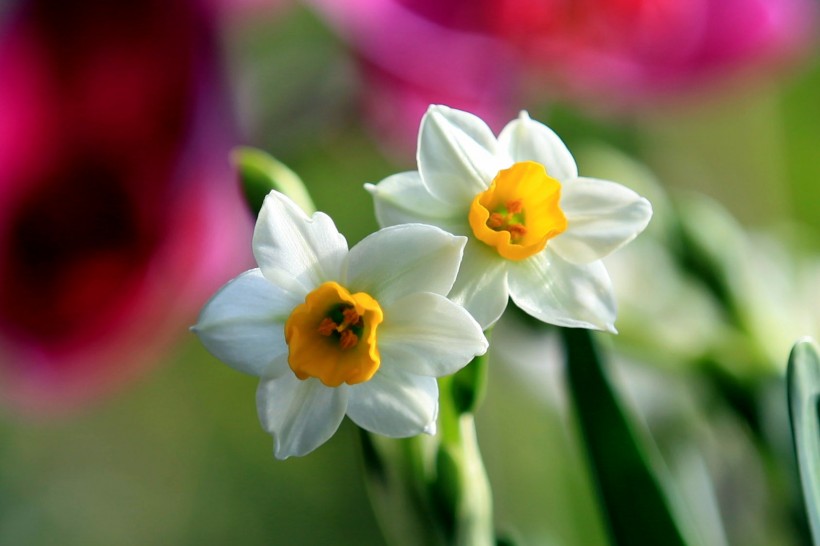 点击大图看下一张：圣洁水仙花卉图片