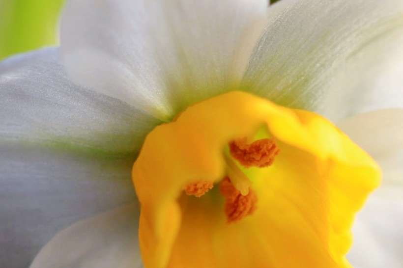 点击大图看下一张：圣洁水仙花卉图片
