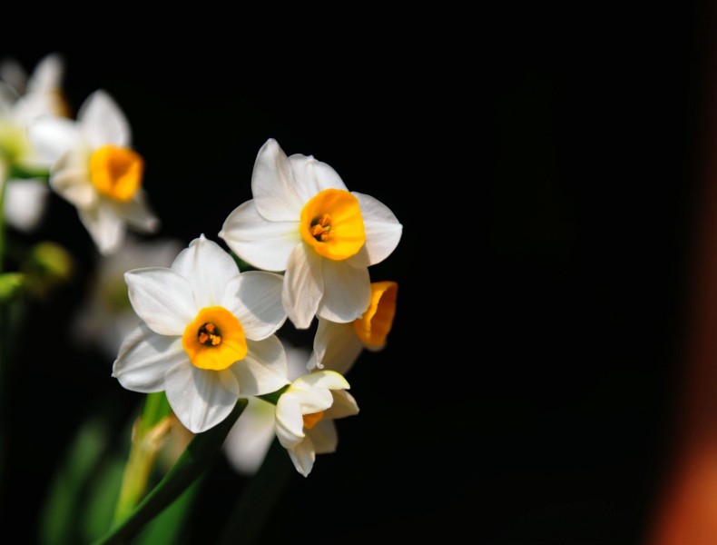 点击大图看下一张：洁白的水仙花图片