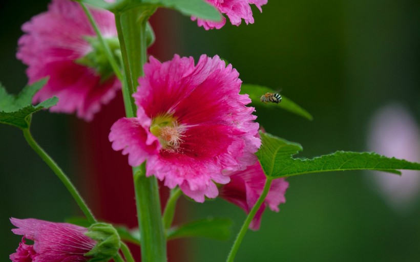 点击大图看下一张：粉色蜀葵花图片