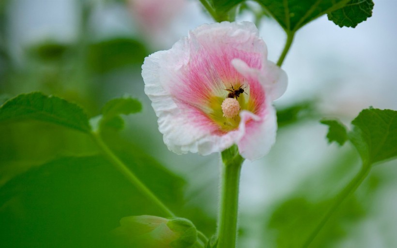点击大图看下一张：粉色蜀葵花图片