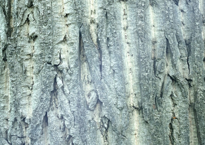 点击大图看下一张:树皮的图片