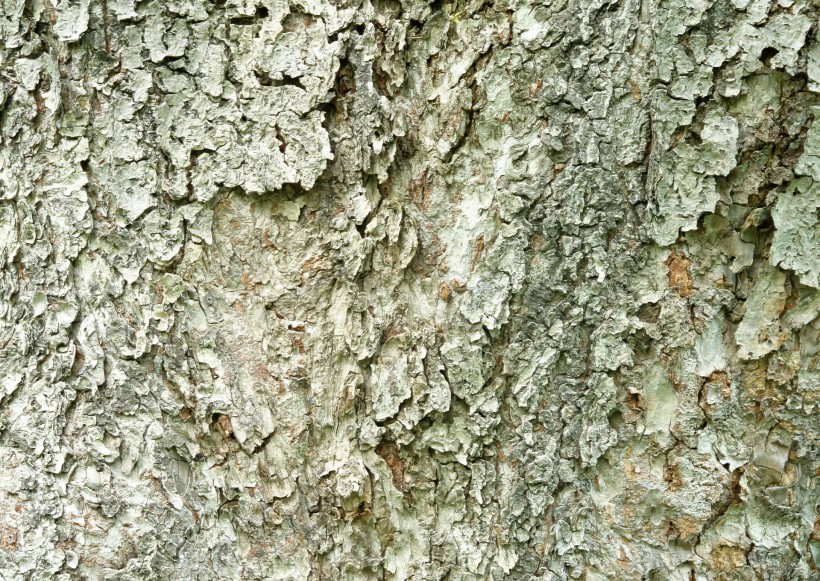 点击大图看下一张:树皮的图片