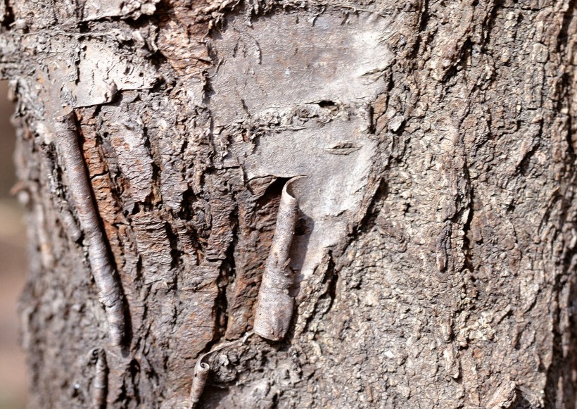 点击大图看下一张:树皮的图片