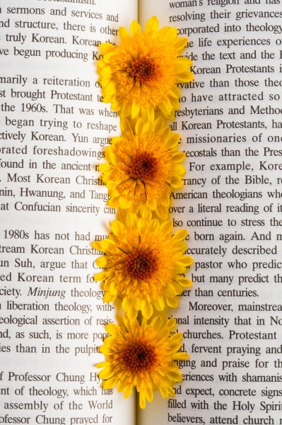 点击大图看下一张：书上的花朵图片