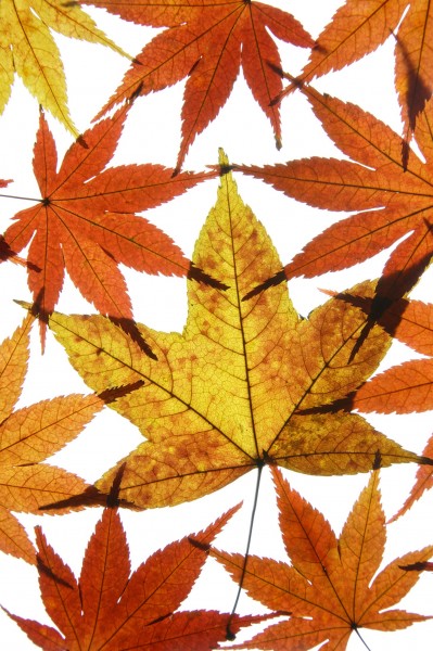 点击大图看下一张：树叶背景图片