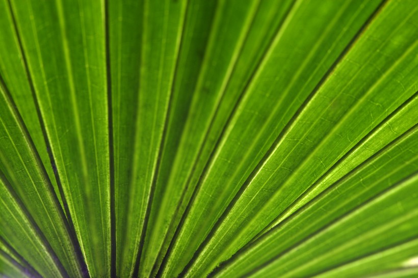 点击大图看下一张：树叶经脉图片