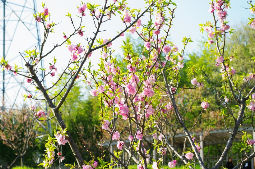点击大图看下一张：梅花树枝上粉红色的梅花图片