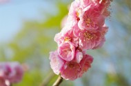 梅花树枝上粉红色的梅花图片_11张
