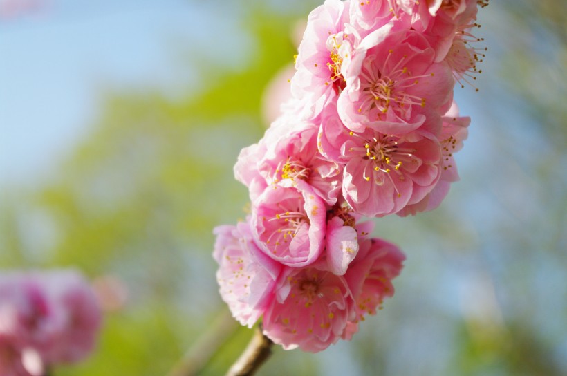 点击大图看下一张：梅花树枝上粉红色的梅花图片