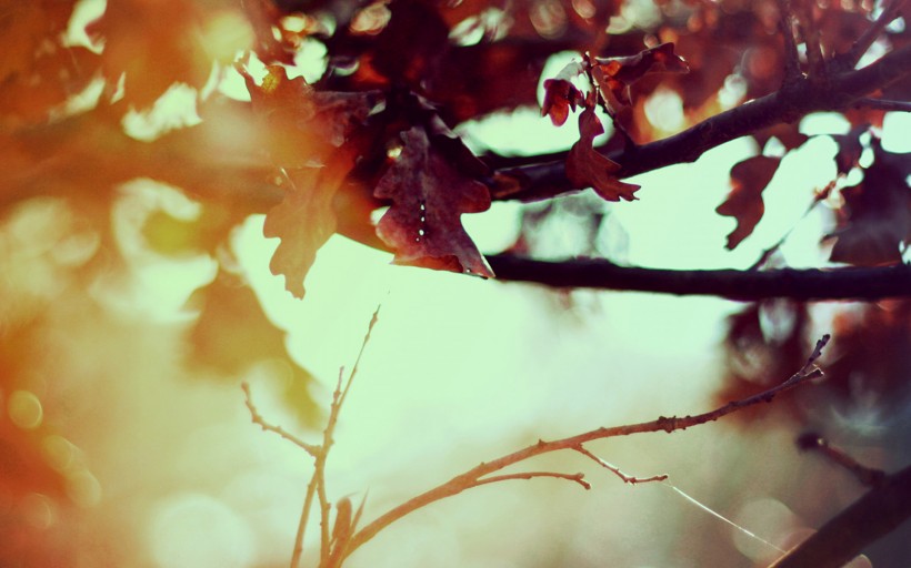 点击大图看下一张：唯美秋天树枝与树叶图片