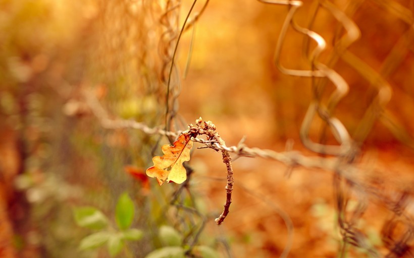 点击大图看下一张：唯美秋天树枝与树叶图片