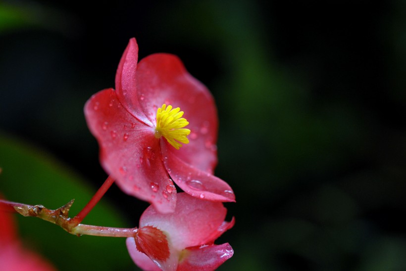 点击大图看下一张：四季海棠花卉图片