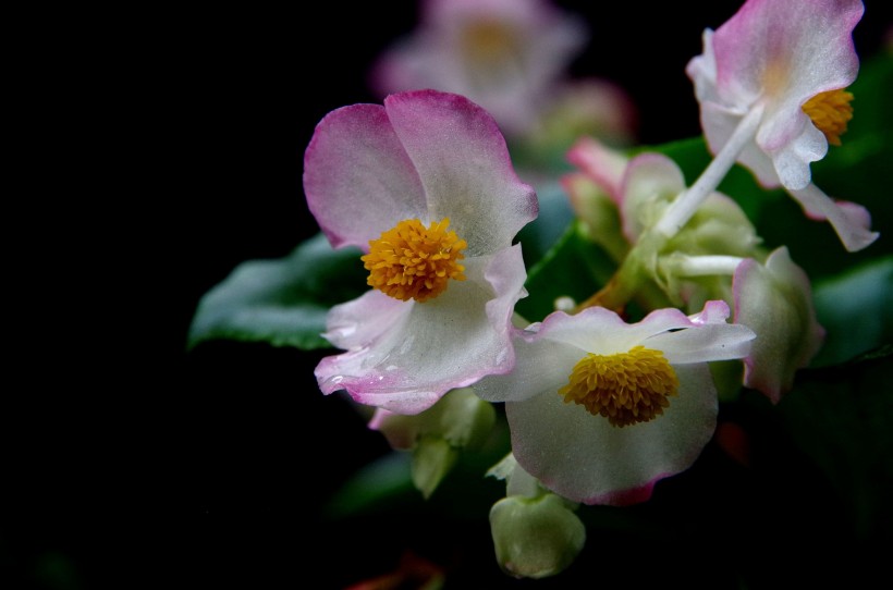 点击大图看下一张：四季海棠花卉图片