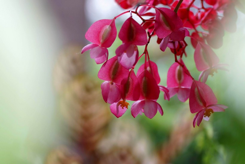 点击大图看下一张：红色的四季海棠图片