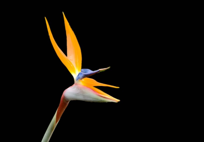 点击大图看下一张：黑色背景的鹤望兰花卉图片