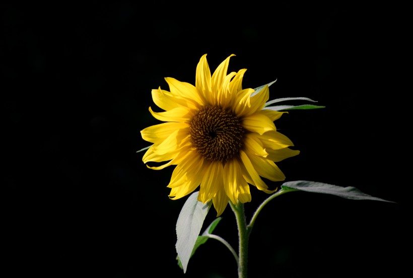 点击大图看下一张：盛开的向日葵图片