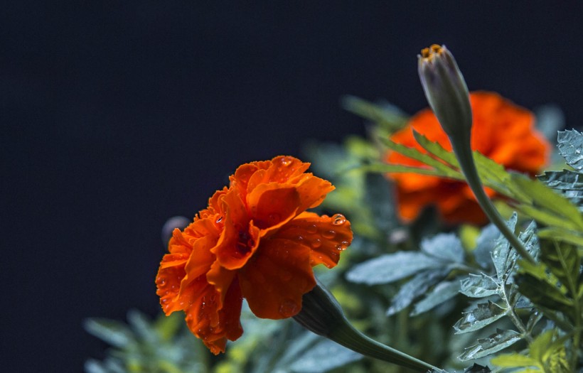 点击大图看下一张：橙色孔雀草花卉图片
