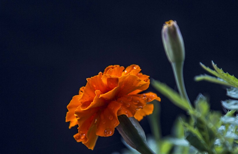 点击大图看下一张：橙色孔雀草花卉图片