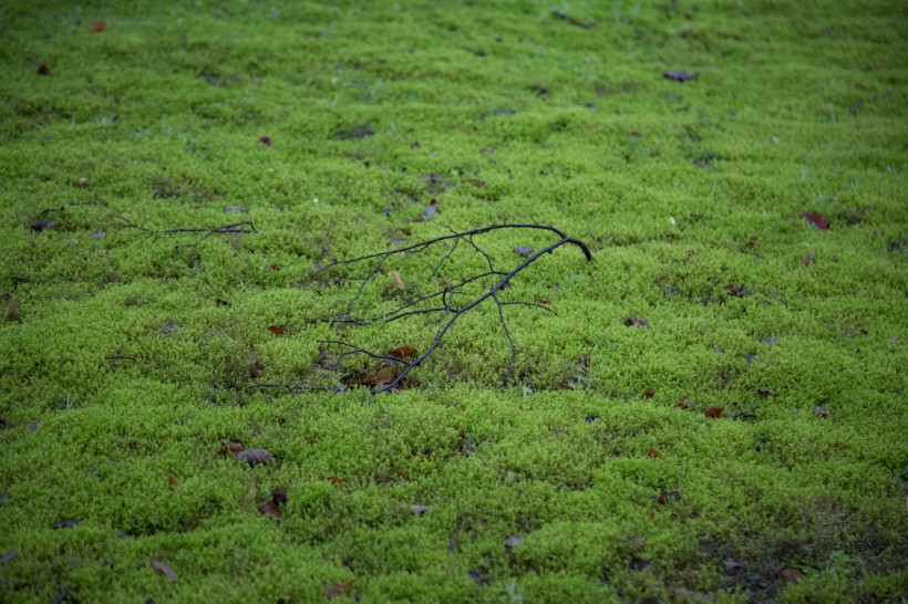 点击大图看下一张：绿色的苔藓图片