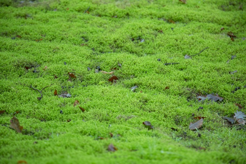 点击大图看下一张：绿色的苔藓图片
