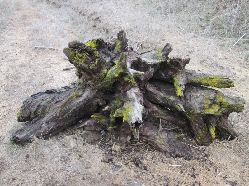 点击大图看下一张：苔藓树桩图片