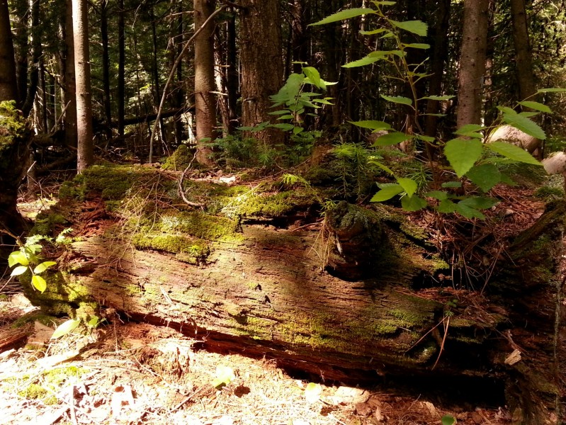 点击大图看下一张：苔藓树桩图片