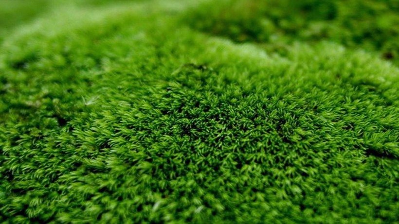 点击大图看下一张：苔藓图片