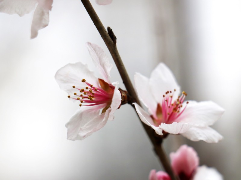 点击大图看下一张：春日桃花图片
