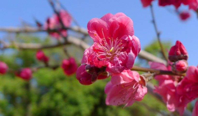 点击大图看下一张：春季盛开的桃花图片