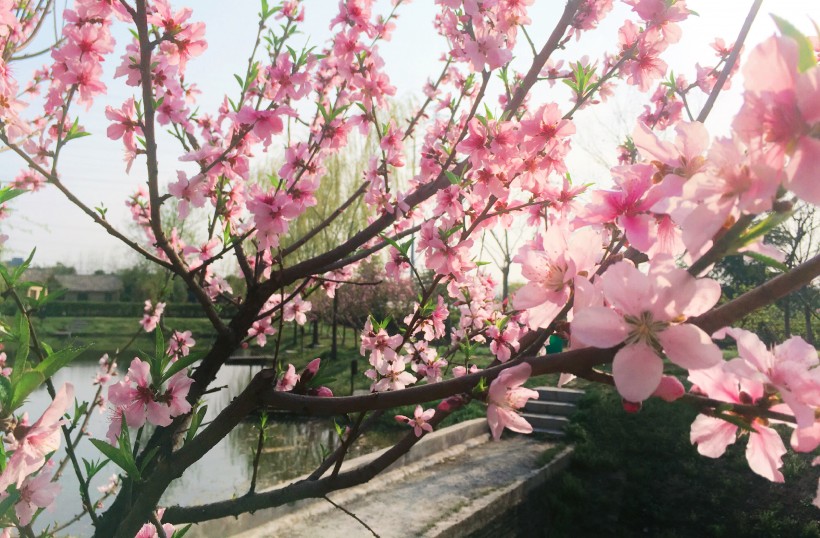 点击大图看下一张：春季唯美桃花图片