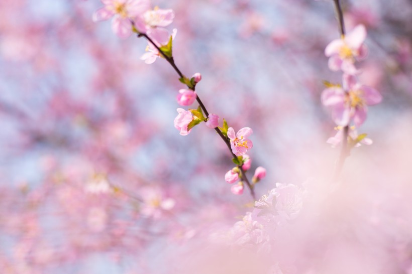 点击大图看下一张：春风里盛开的桃花图片