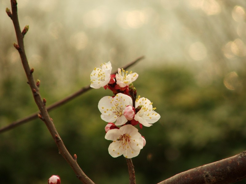 点击大图看下一张：桃花图片