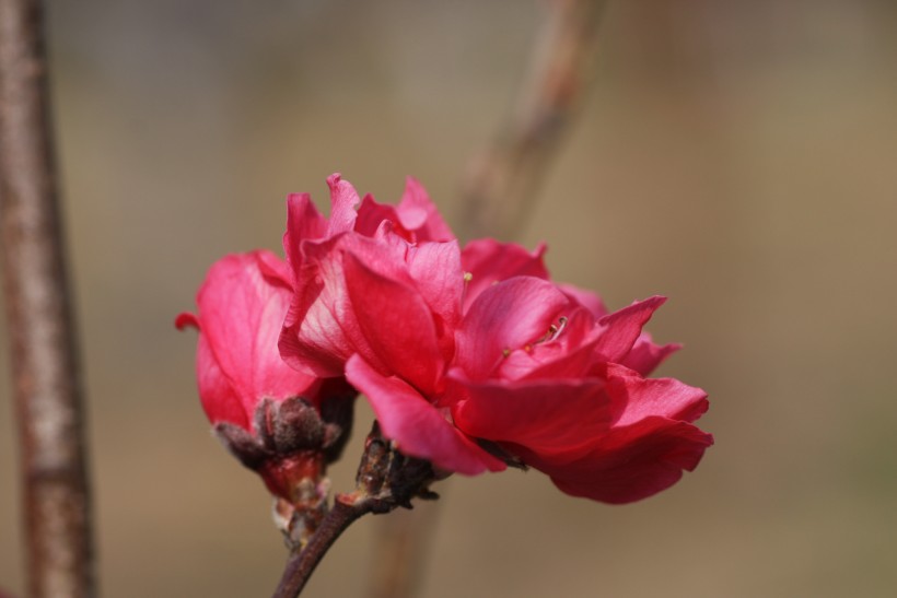 点击大图看下一张：红粉桃花图片